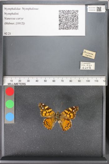 Media type: image;   Entomology 93036